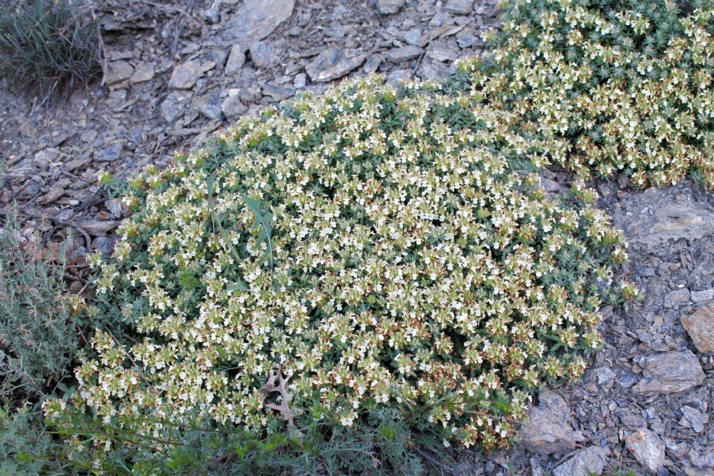 Teucrium montanum / Camedrio montano